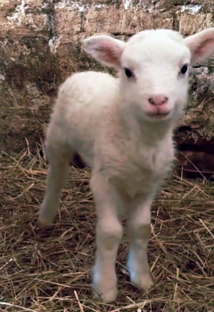 Owieczka, jagniątko